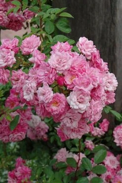 Peggy Martin Climbing Rose - 3 Gallon Pot -Garden Plants shop rosa peggy martin climbing rose 1