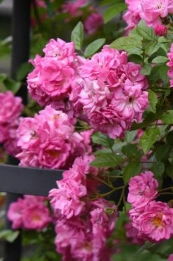 Peggy Martin Climbing Rose - 3 Gallon Pot -Garden Plants shop rosa peggy martin climbing rose 10