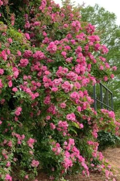 Peggy Martin Climbing Rose - 3 Gallon Pot -Garden Plants shop rosa peggy martin climbing rose 2