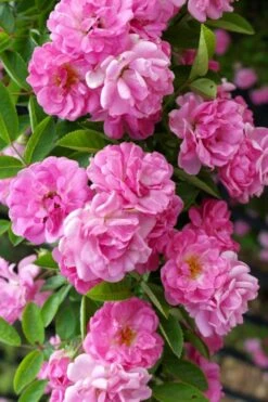 Peggy Martin Climbing Rose - 3 Gallon Pot -Garden Plants shop rosa peggy martin climbing rose 5