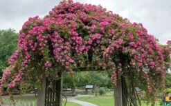 Peggy Martin Climbing Rose - 3 Gallon Pot -Garden Plants shop rosa peggy martin climbing rose 7