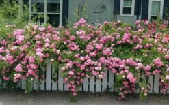 Peggy Martin Climbing Rose - 3 Gallon Pot -Garden Plants shop rosa peggy martin climbing rose 8