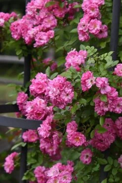 Peggy Martin Climbing Rose - 3 Gallon Pot -Garden Plants shop rosa peggy martin climbing rose 9