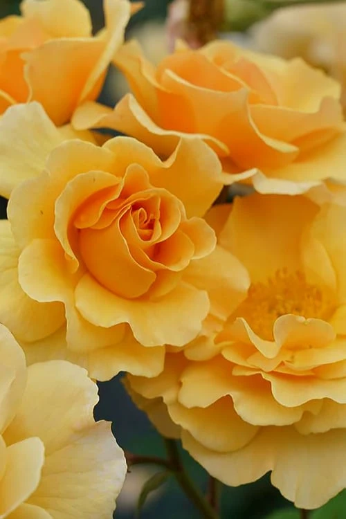 Rise Up Amberness Rose - 2 Gallon Pot Rise Up Amberness Rose - 2 Gallon Pot -Garden Plants shop rosa rise up amberness rose 2