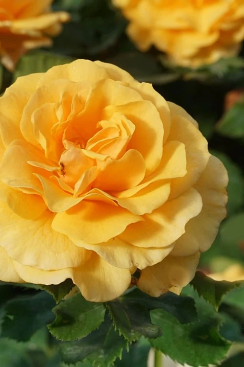Rise Up Amberness Rose - 2 Gallon Pot Rise Up Amberness Rose - 2 Gallon Pot -Garden Plants shop rosa rise up amberness rose 3