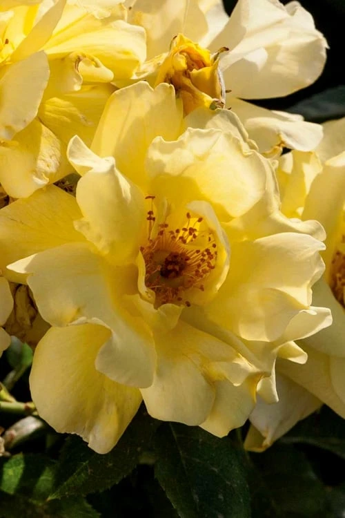 Lemon Drift Groundcover Rose - 1 Gallon Pot Lemon Drift Groundcover Rose - 1 Gallon Pot -Garden Plants shop rose lemon drift 1 1