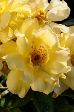 Lemon Drift Groundcover Rose - 3 Gallon Pot -Garden Plants shop rose lemon drift 1