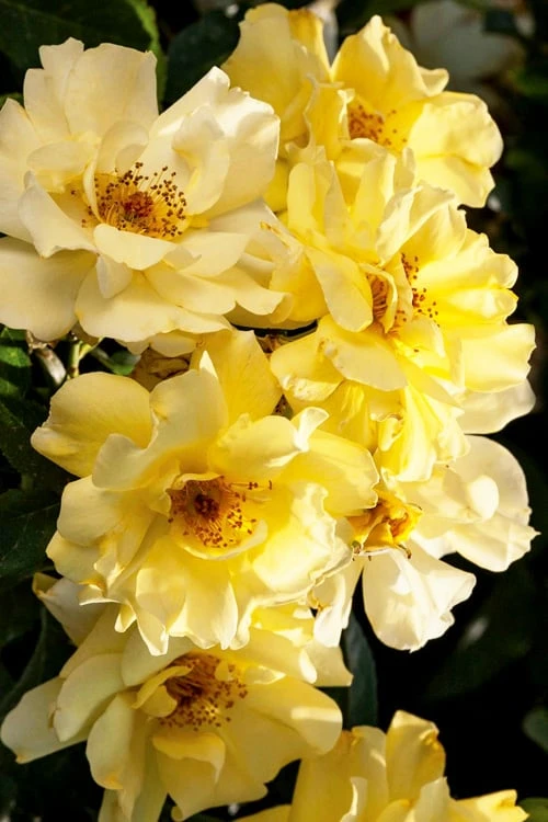 Lemon Drift Groundcover Rose - 1 Gallon Pot Lemon Drift Groundcover Rose - 1 Gallon Pot -Garden Plants shop rose lemon drift 3 1