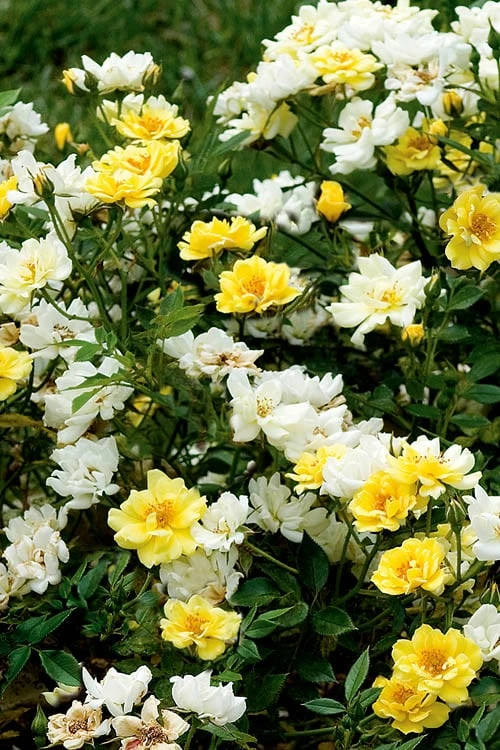 Lemon Drift Groundcover Rose - 1 Gallon Pot Lemon Drift Groundcover Rose - 1 Gallon Pot -Garden Plants shop rose lemon drift 5 1