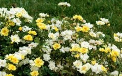 Lemon Drift Groundcover Rose - 3 Gallon Pot -Garden Plants shop rose lemon drift 6