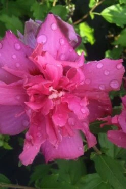 Lucy Rose Of Sharon (Althea) - Hibiscus Syriacus - 3 Gallon Pot -Garden Plants shop rose of sharon lucy 5