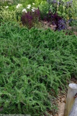 Blue Lagoon Rosemary - 5 Pack Of Quart Pots -Garden Plants shop rosmarinus officinalis blue lagoon rosemary 2