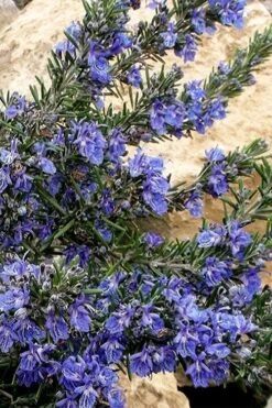 Blue Lagoon Rosemary - 5 Pack Of Quart Pots -Garden Plants shop rosmarinus officinalis blue lagoon rosemary 5