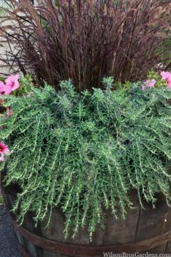 Prostrate Creeping Rosemary - 1 Gallon Pot -Garden Plants shop rosmarinus officinalis prostratus creeping rosemary 103