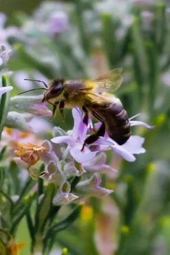 Salem Rosemary - 6 Pack Of Pint Pots -Garden Plants shop rosmarinus officinalis salem rosemary 6
