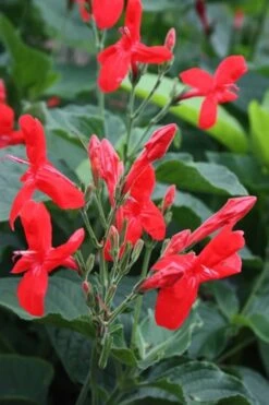 Ragin' Cajun Red Mexican Petunia (Ruellia Elegans) - 1 Gallon Pot -Garden Plants shop ruellia elegans ragin cajun red mexican petunia 2 1