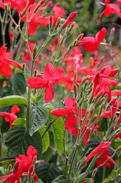 Ragin' Cajun Red Mexican Petunia (Ruellia Elegans) - 1 Gallon Pot -Garden Plants shop ruellia elegans ragin cajun red mexican petunia 3 1