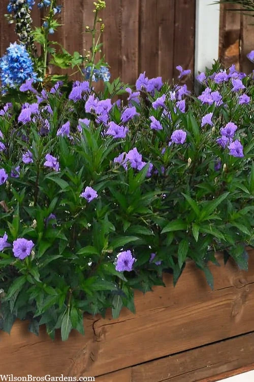 Mayan Compact Purple Mexican Petunia (Ruellia) - 5 Pack Quart Pots Mayan Compact Purple Mexican Petunia (Ruellia) - 5 Pack Quart Pots -Garden Plants shop ruellia simplex mayan compact purple mexican petunia 4