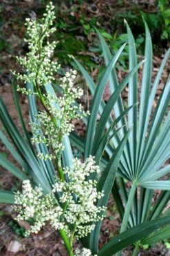 Blue Stem Dwarf Palmetto Palm (Sabal Minor) - 3 Gallon Pot 5 Blue Stem Dwarf Palmetto Palm (Sabal Minor) - 3 Gallon Pot -Garden Plants shop sabal minor dwarf blue stem palmetto palm 1 1