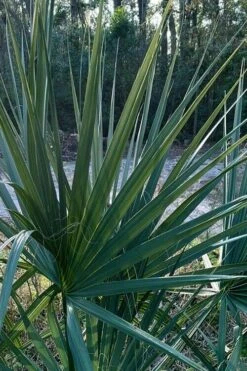 Blue Stem Dwarf Palmetto Palm (Sabal Minor) - 7 Gallon Pot 7 Blue Stem Dwarf Palmetto Palm (Sabal Minor) - 7 Gallon Pot -Garden Plants shop sabal minor dwarf blue stem palmetto palm 3