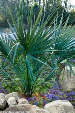 Blue Stem Dwarf Palmetto Palm (Sabal Minor) - 7 Gallon Pot 3 Blue Stem Dwarf Palmetto Palm (Sabal Minor) - 7 Gallon Pot -Garden Plants shop sabal minor dwarf blue stem palmetto palm 5