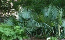 Blue Stem Dwarf Palmetto Palm (Sabal Minor) - 7 Gallon Pot 6 Blue Stem Dwarf Palmetto Palm (Sabal Minor) - 7 Gallon Pot -Garden Plants shop sabal minor dwarf blue stem palmetto palm 6