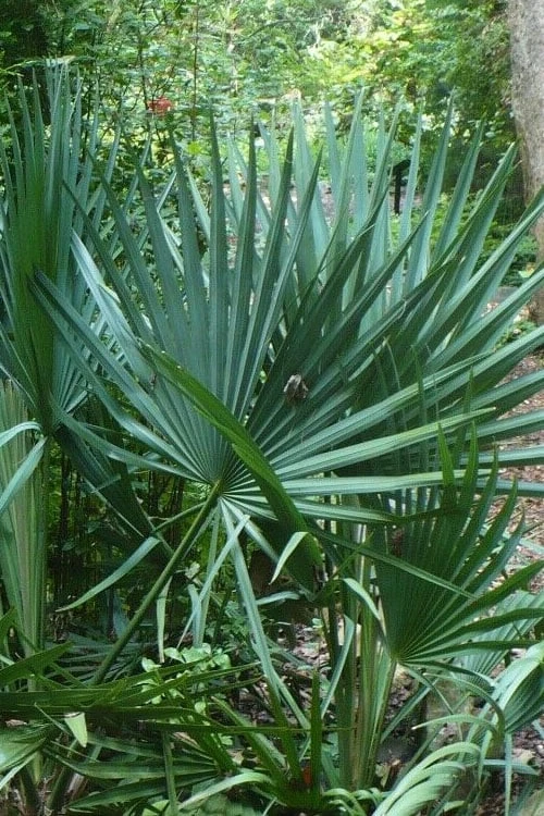 Blue Stem Dwarf Palmetto Palm (Sabal minor) - 7 Gallon Pot Blue Stem Dwarf Palmetto Palm (Sabal Minor) - 7 Gallon Pot -Garden Plants shop sabal minor dwarf blue stem palmetto palm 7