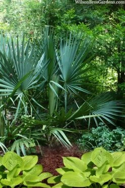 Blue Stem Dwarf Palmetto Palm (Sabal Minor) - 3 Gallon Pot 4 Blue Stem Dwarf Palmetto Palm (Sabal Minor) - 3 Gallon Pot -Garden Plants shop sabal minor dwarf blue stem palmetto palm 8 1