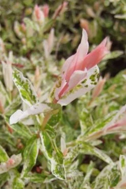 Flamingo Dappled Willow (Shrub Form) - 2 Gallon Pot 6 Flamingo Dappled Willow (Shrub Form) - 2 Gallon Pot -Garden Plants shop salix integra flamingo dappled willow bush 3