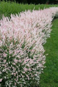 Flamingo Dappled Willow (Shrub Form) - 2 Gallon Pot 3 Flamingo Dappled Willow (Shrub Form) - 2 Gallon Pot -Garden Plants shop salix integra flamingo dappled willow bush 4