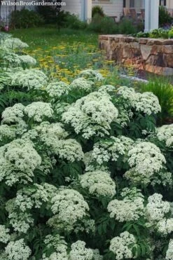 American Elderberry (Sambucus Nigra Canadensis) - 3 Pack Of 1.5 Quart Pots -Garden Plants shop sambucus nigra canadensis common elderberry 12