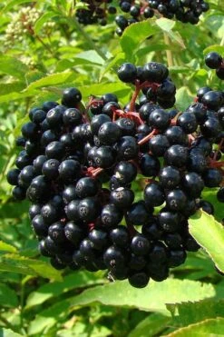 American Elderberry (Sambucus Nigra Canadensis) - 3 Pack Of 1.5 Quart Pots -Garden Plants shop sambucus nigra canadensis common elderberry 4