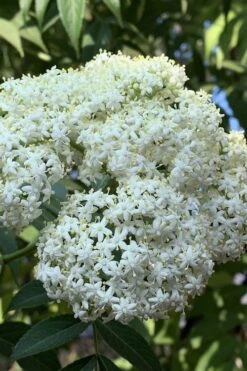 American Elderberry (Sambucus Nigra Canadensis) - 3 Pack Of 1.5 Quart Pots -Garden Plants shop sambucus nigra canadensis common elderberry 9