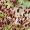 Great Burnet (Sanguisorba Officinalis) - 1 Gallon Pot