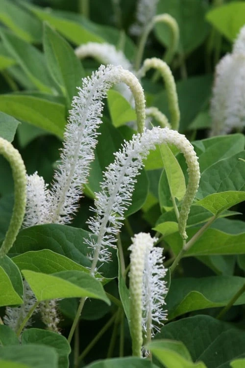 Lizard's Tail Swamp Lily (Saururus cernuus) - 8 Pack of 1 Gallon Pots Lizard's Tail Swamp Lily (Saururus Cernuus) - 8 Pack Of 1 Gallon Pots -Garden Plants shop saururus cernuus lizards tail swamp lily 6 1