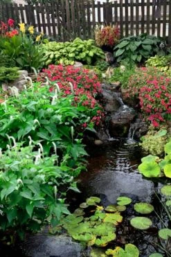 Lizard's Tail Swamp Lily (Saururus Cernuus) - 6 Pack Of 1 Gallon Pots 5 Lizard's Tail Swamp Lily (Saururus Cernuus) - 6 Pack Of 1 Gallon Pots -Garden Plants shop saururus cernuus lizards tail swamp lily 8 2