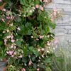 Rose Sensation Pink Climbing Hydrangea Vine - 3 Gallon Pot