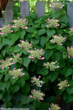 Rose Sensation Pink Climbing Hydrangea Vine - 1 Gallon Pot -Garden Plants shop schizophragma hydrangeoides rose sensation climbing hydrangea 104