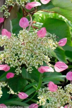 Rose Sensation Pink Climbing Hydrangea Vine - 1 Gallon Pot -Garden Plants shop schizophragma hydrangeoides rose sensation climbing hydrangea 105