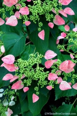 Rose Sensation Pink Climbing Hydrangea Vine - 3 Gallon Pot -Garden Plants shop schizophragma hydrangeoides rose sensation climbing hydrangea 106 1
