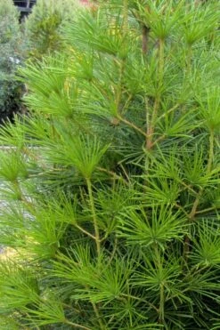 Joe Kozey Japanese Umbrella Pine (Sciadopitys) - 6 Gallon Pot -Garden Plants shop sciadopitys verticillata joe kozey japanese umbrella pine 4
