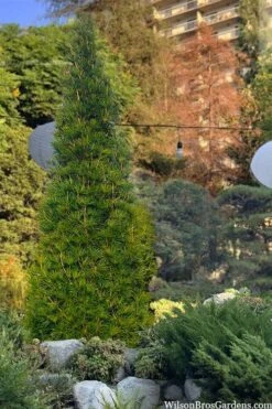 Joe Kozey Japanese Umbrella Pine (Sciadopitys) - 6 Gallon Pot -Garden Plants shop sciadopitys verticillata joe kozey japanese umbrella pine 6