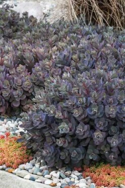 Dazzleberry Sedum - 5 Pack Of 4" Pint Pots -Garden Plants shop sedum dazzleberry stonecrop 6