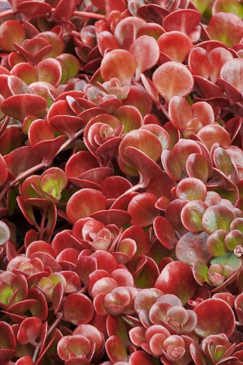 Coral Reef Sedum tetractinum - 10 Pack of 4" Pint Pots Coral Reef Sedum Tetractinum - 10 Pack Of 4" Pint Pots -Garden Plants shop sedum tectractinum coral reef stonecrop 1