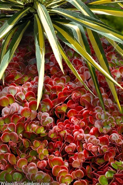 Coral Reef Sedum tetractinum - 10 Pack of 4" Pint Pots Coral Reef Sedum Tetractinum - 10 Pack Of 4" Pint Pots -Garden Plants shop sedum tetractinum coral reef 20