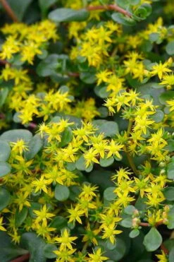 Coral Reef Sedum - 5-Pack Of Pint Pots 5 Coral Reef Sedum - 5-Pack Of Pint Pots -Garden Plants shop sedum tetractinum coral reef 22 1