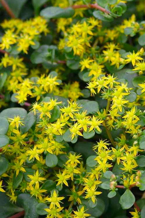 Coral Reef Sedum - 5-Pack of Pint Pots Coral Reef Sedum - 5-Pack Of Pint Pots -Garden Plants shop sedum tetractinum coral reef 22 1