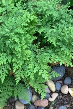 Arborvitae Fern (Selaginella Braunii) - 1 Gallon Pot -Garden Plants shop selaginella braunii arborvitae fern 2 1