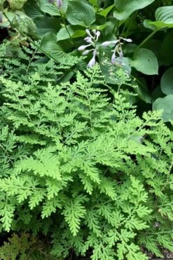 Arborvitae Fern (Selaginella Braunii) - 1 Gallon Pot -Garden Plants shop selaginella braunii arborvitae fern 3 1