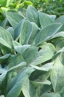 Helen Von Stein Lambs Ears (Big Ears) - 1 Gallon Pot -Garden Plants shop stachys byzantina helen von stein lambs ear 103